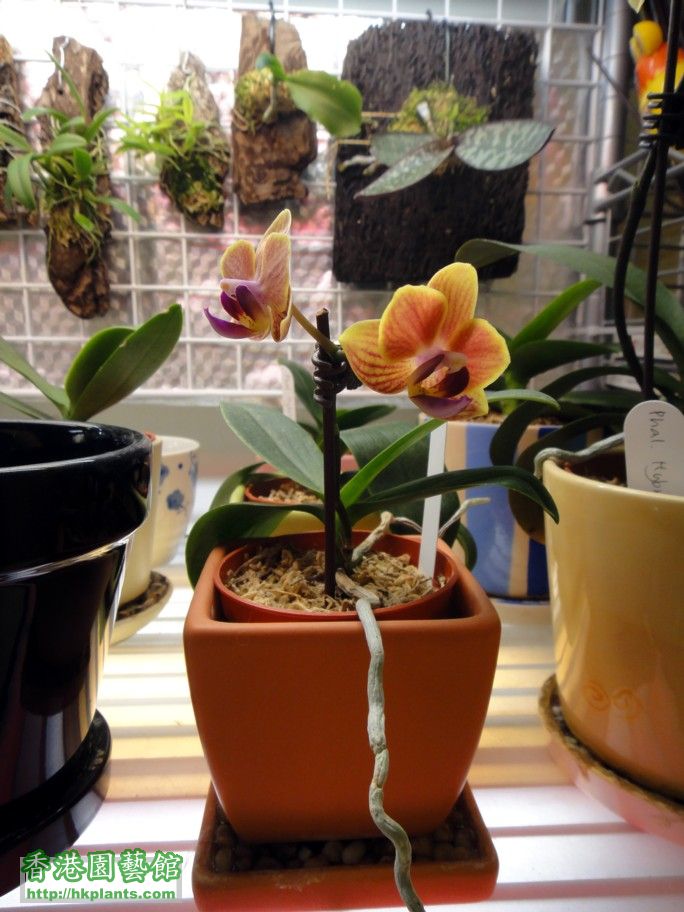 Phal. Hybrid 15-c.jpg