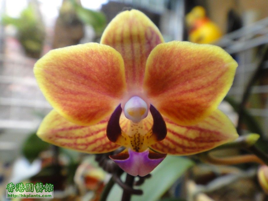 Phal. Hybrid 15-a.jpg