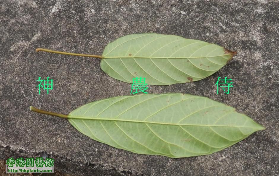 青果榕及水同木(葉)