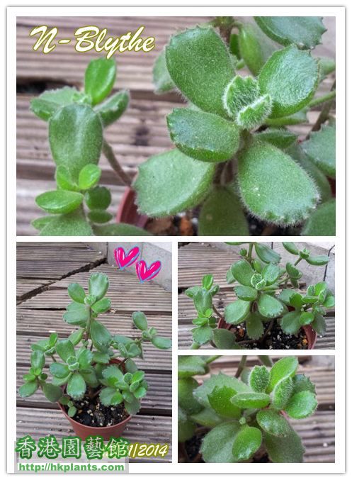 熊童子 Cotyledon tomentosa