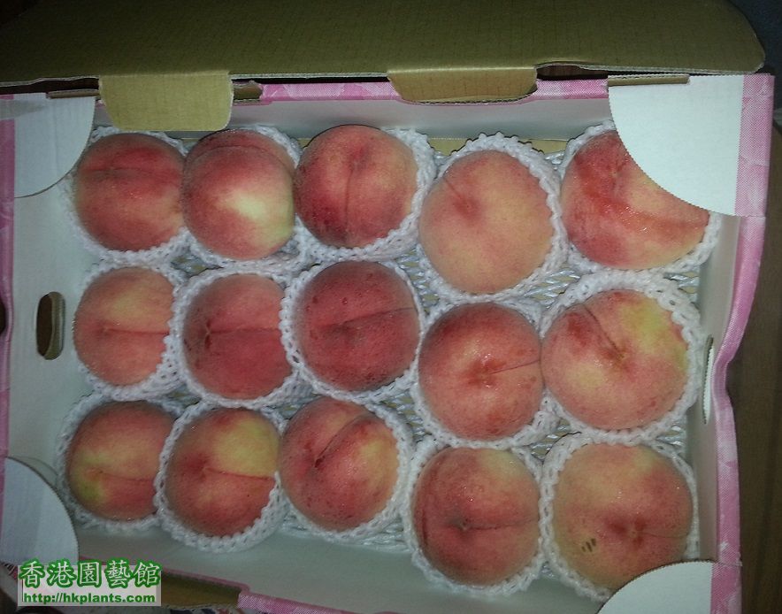 japan peach_1.jpg