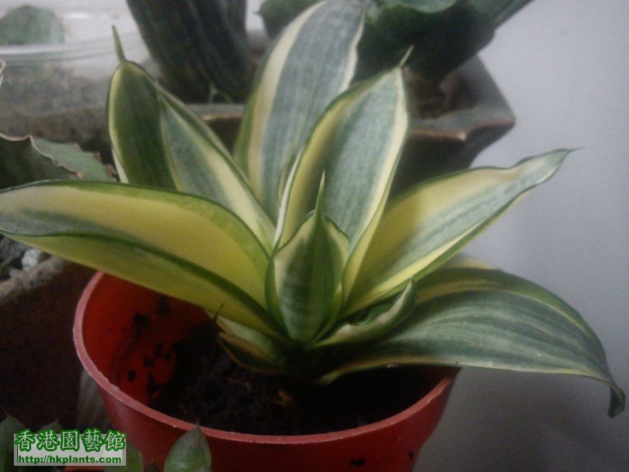 20140119-SANSEVIERIA-迷你金邊虎尾蘭-.jpg