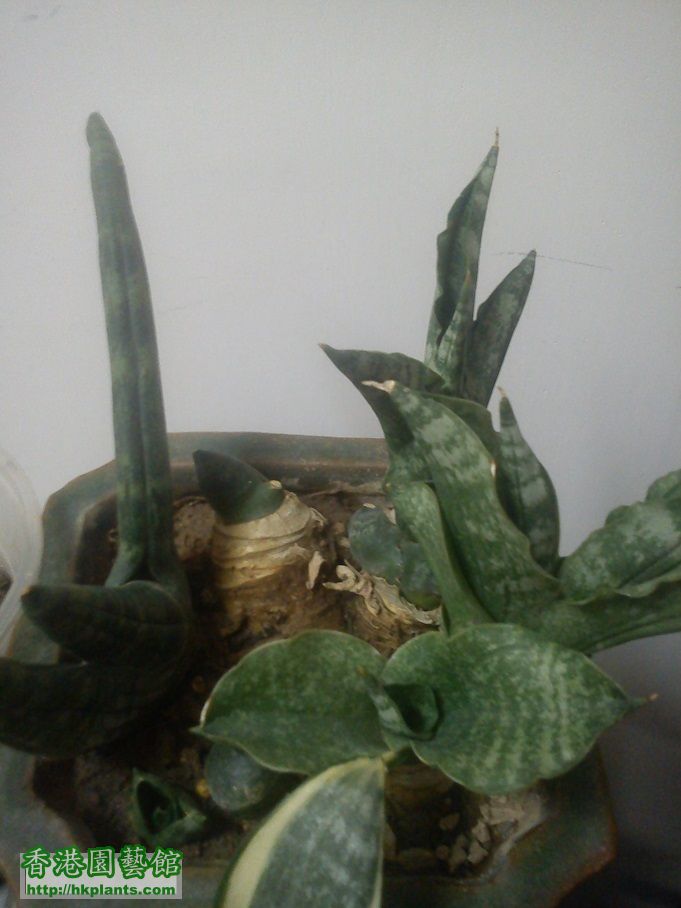 20140119-SANSEVIERIA-棒葉虎尾蘭-.jpg