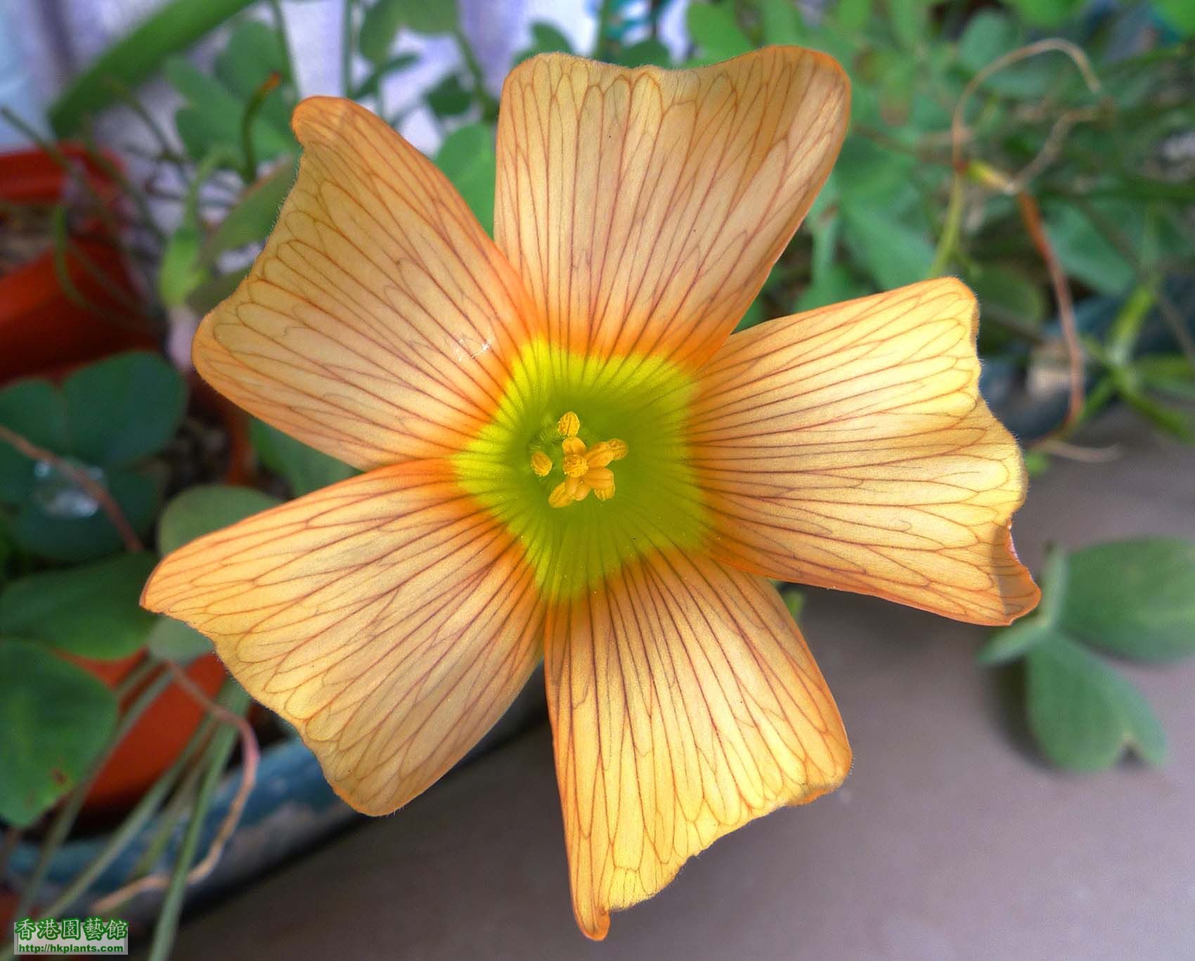 Oxalis Obtusa Pale Tangerine(26/1/2014)