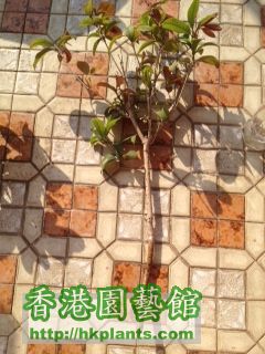 桂花2截技