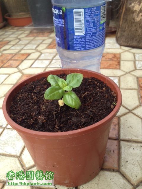 basil  3