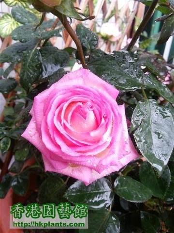 rose (1) (Small).jpg