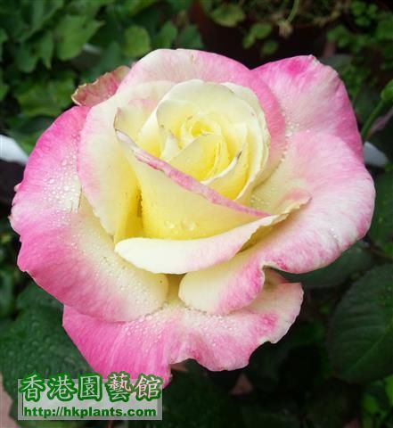 rose (7) (Small).jpg