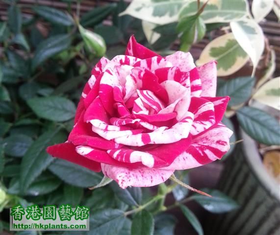 rose (6) (Small).jpg
