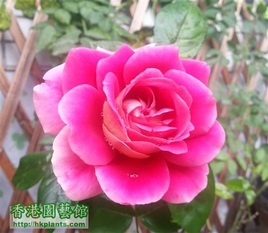 rose (3) (Small).jpg