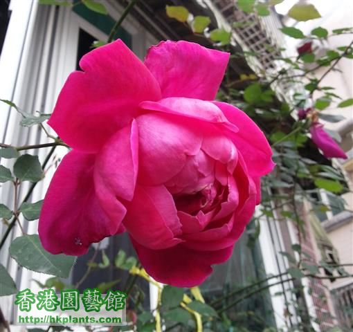 rose (4) (Small).jpg