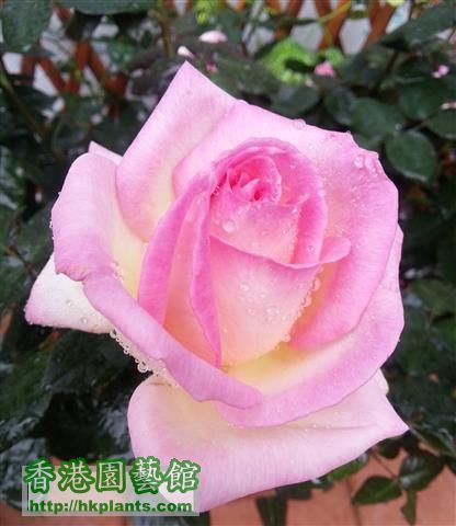 rose (2) (Small).jpg