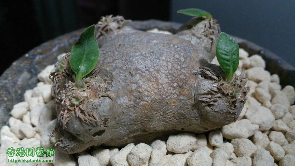 Pachypodium Brevicaule.jpg