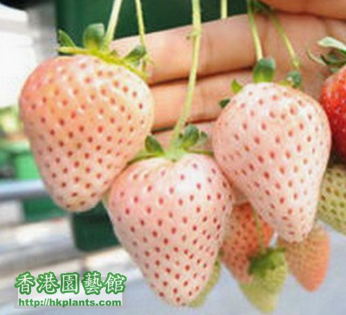 白草莓2.jpg