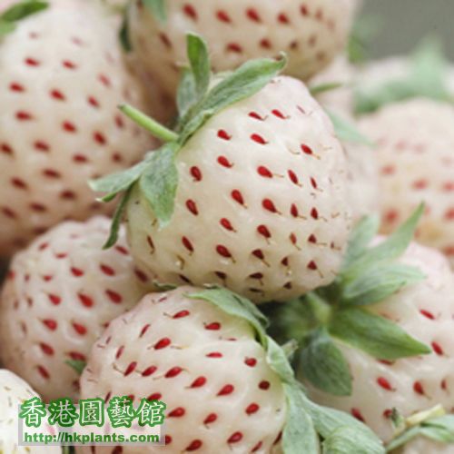 白草莓11.jpg