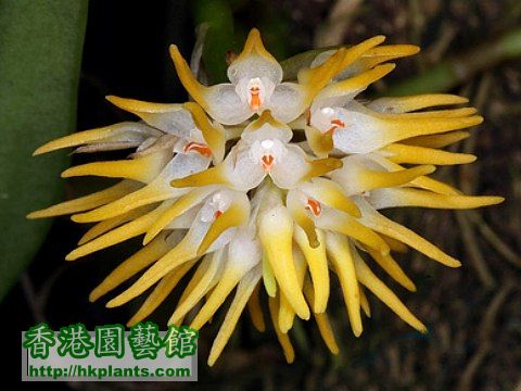 Bulbophyllumodoratissimum1.jpg