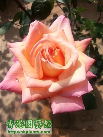 roses (2) (Small).jpg