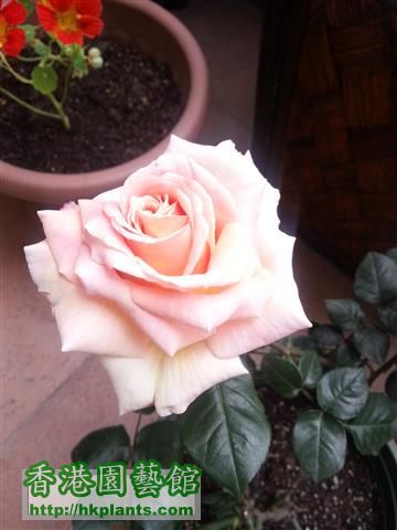 roses (3) (Small).jpg