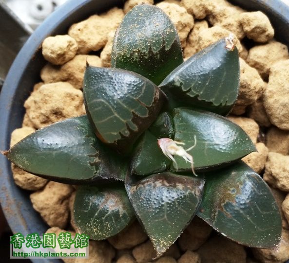 IMG_3265_haworthia.jpg