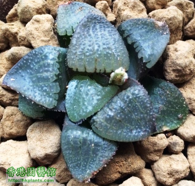 IMG_3269_haworthia.jpg