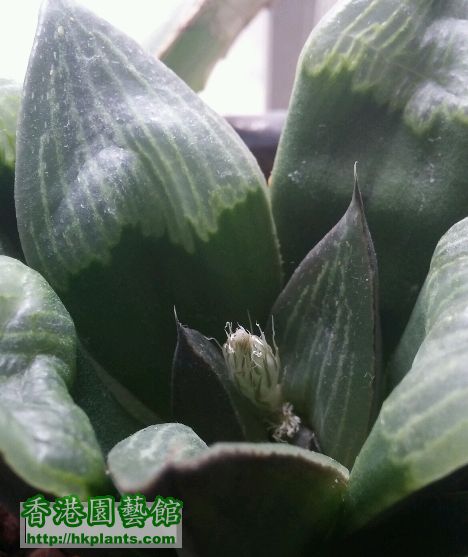 2014_haworthia03.jpg