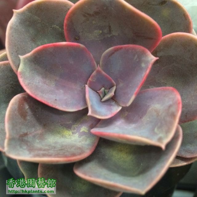 echeveria_purplepearl.JPG