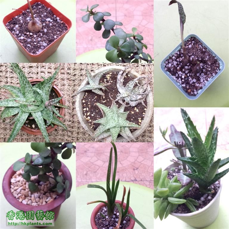 all plants (Large).jpg