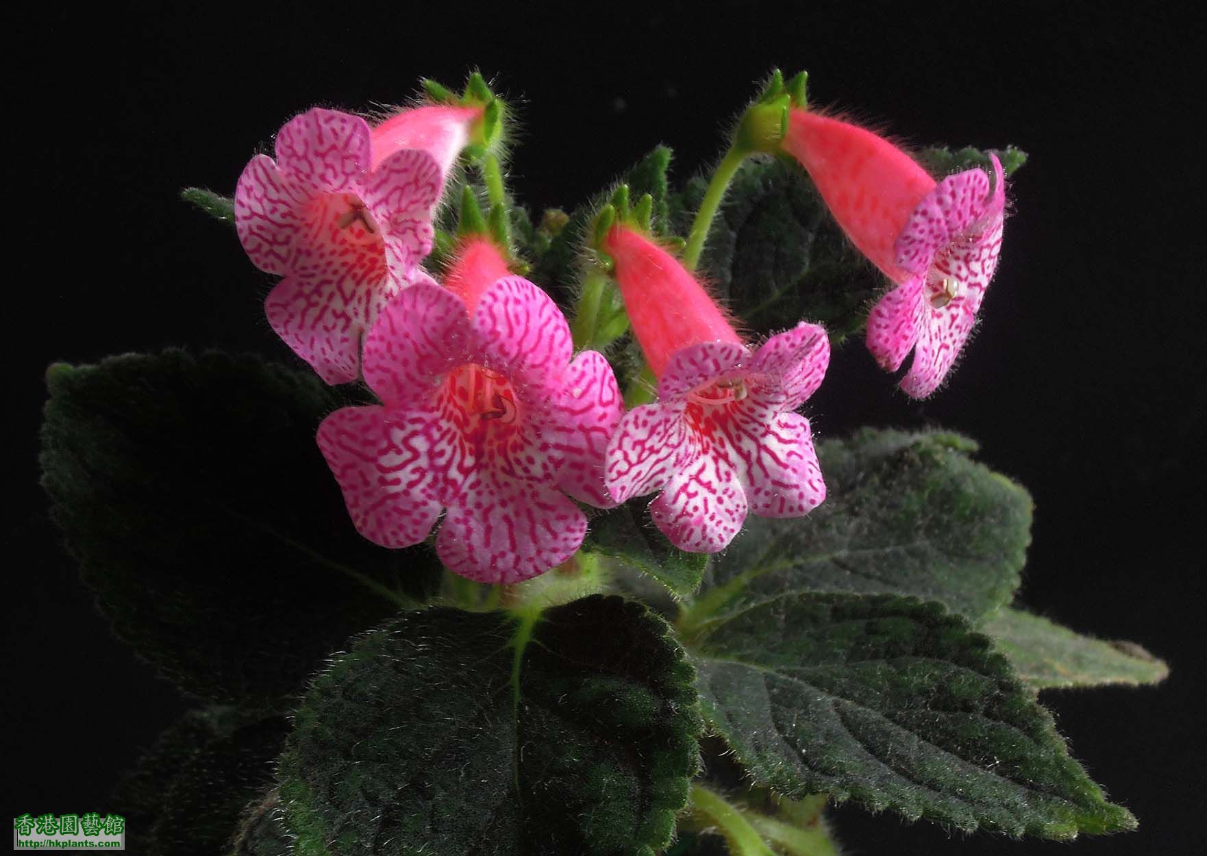 Kohleria Amabilis