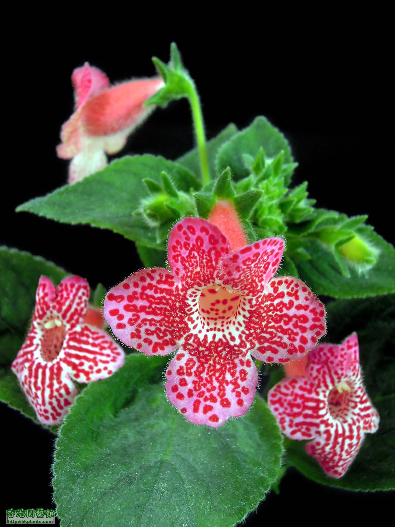 Kohleria 'Clytie'