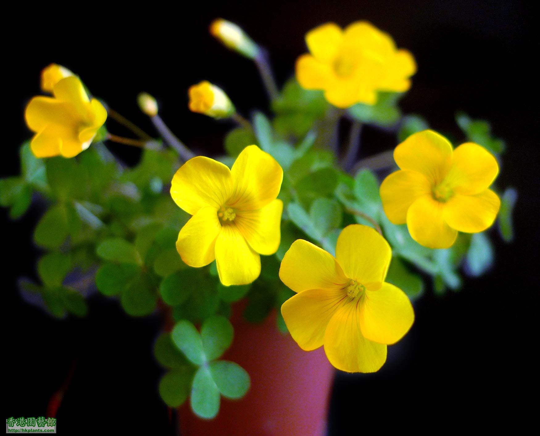 Oxalis Lobata