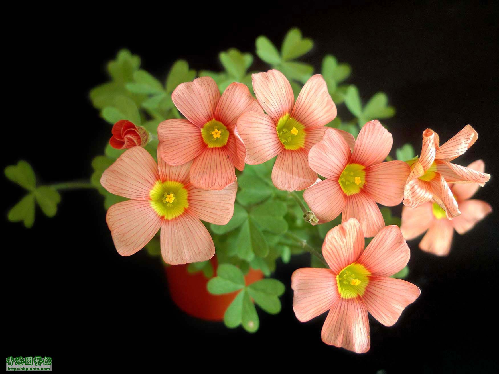 Oxalis Obtusa Orange