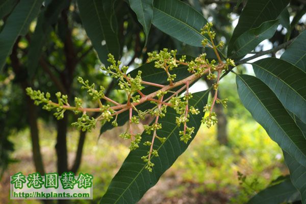 芒果樹有好多花呀