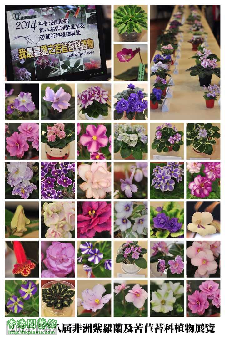 2014年第八屆非洲紫羅蘭及苦苣苔科植物展覽.jpg