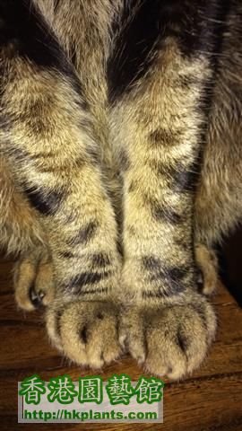 cat feet (Small).jpg