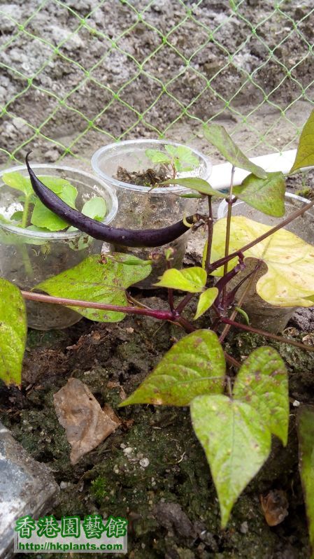 紫色4季豆,原來是不攀籐的,很矮就結豆,暫時出了3條,這條最大