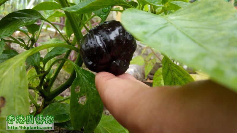 黑色燈籠椒,上年11月種,現在才有椒,不過好細個,有田友話是因為太遲落種,現在不合時所以才這麼細 ...