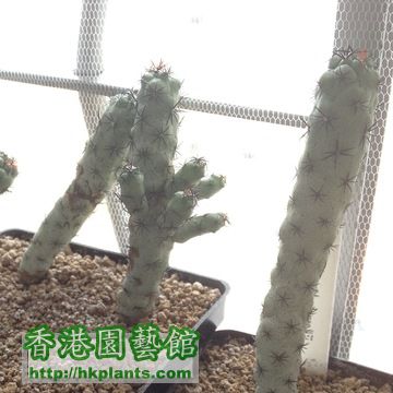 Ortegocactus Macdougallii