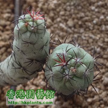 Ortegocactus Macdougallii