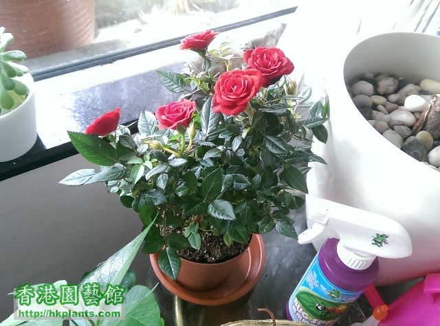 迷你:玫瑰Parade "long-lifed rose", 購至花墟
