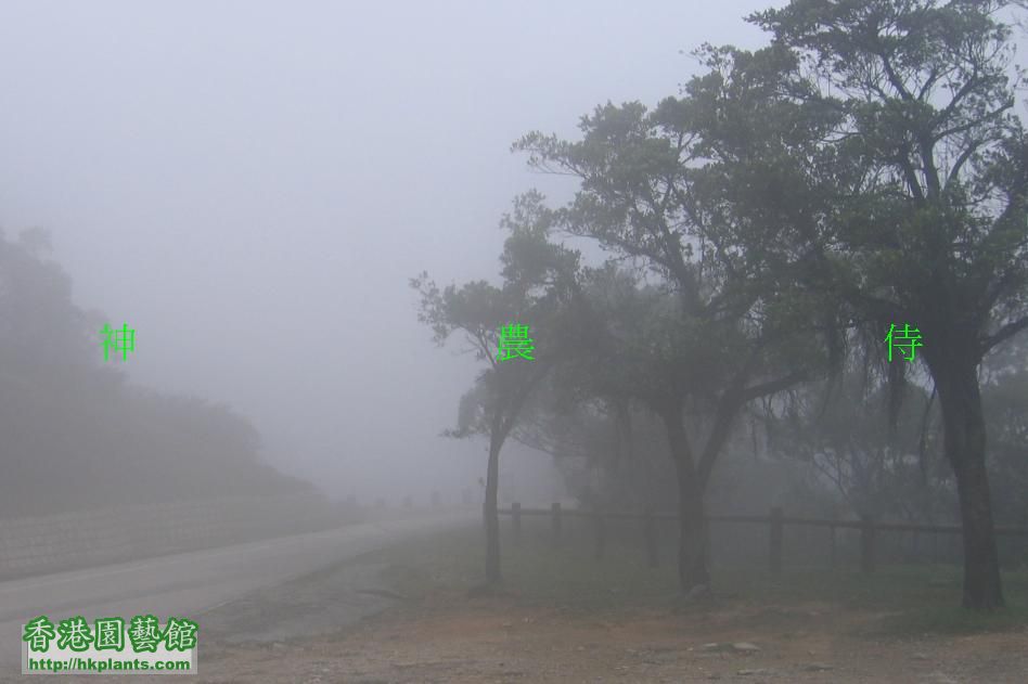 可是我的相機敵不過雨後的濃霧