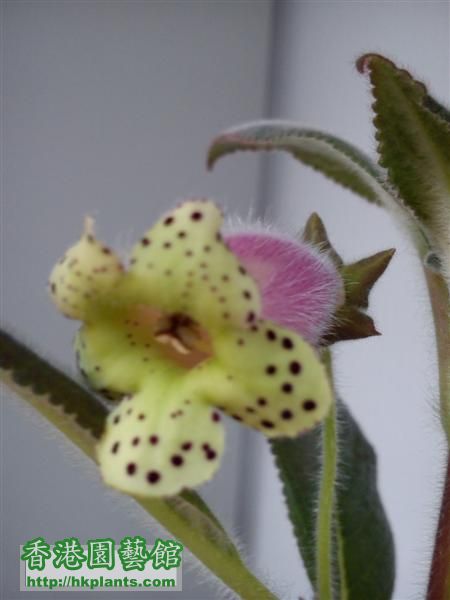 K.Digitaliflora  (Medium).JPG