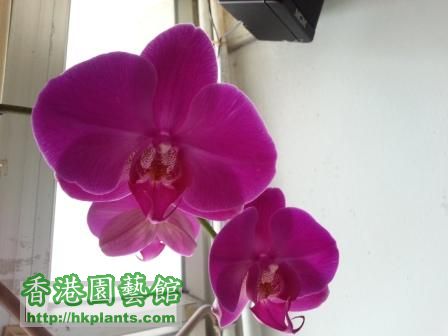 Orchid Plant 2.jpg
