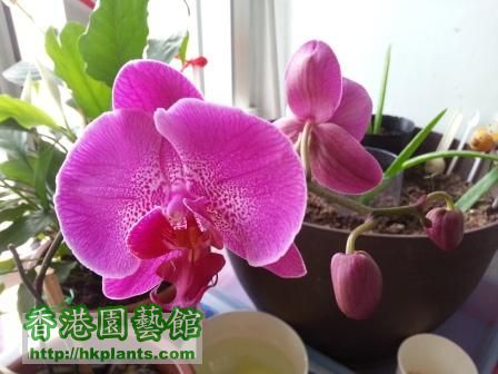 Orchid Plant 1.jpg