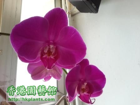 Pink Orchid 2