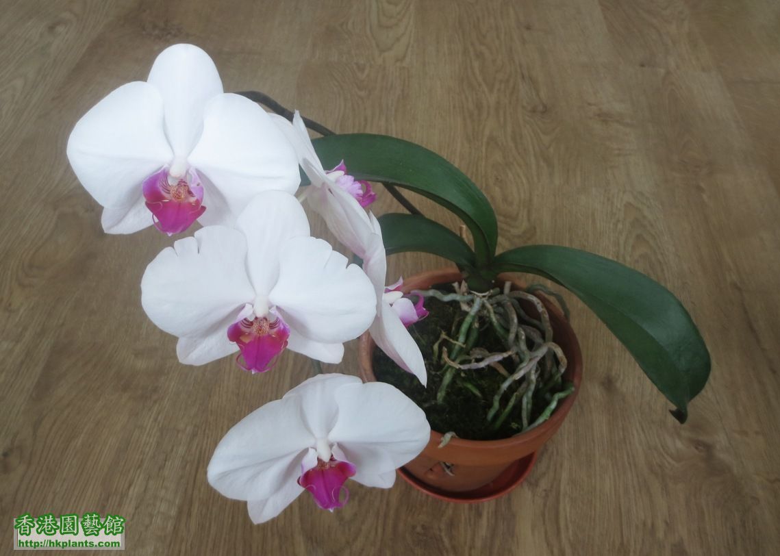 phal140428R.jpg