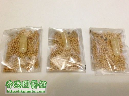 小草種子連水晶泥 3份 不知會不會發芽的