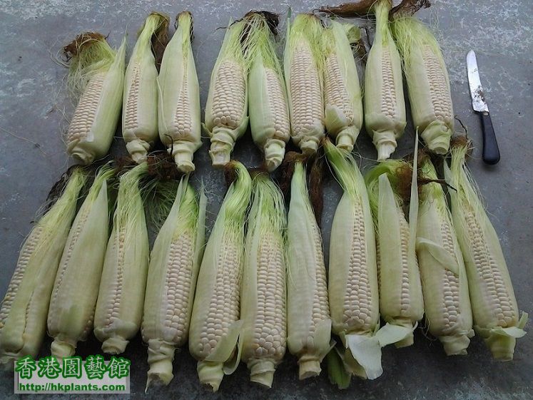 corn 2.jpg