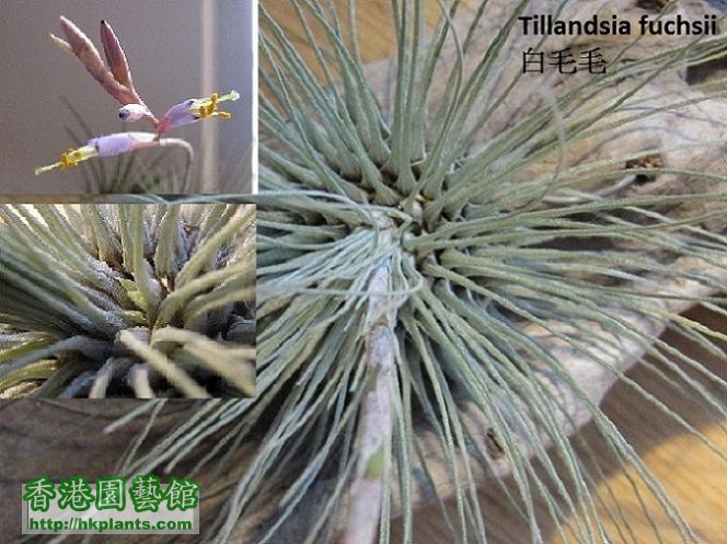 Tillandsia fuchsii 白毛毛.jpg