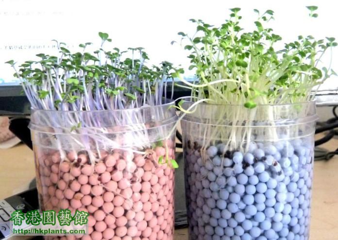 DIY盆栽室内植物装饰陶碳球负离子植栽（ECO06021-6）.jpg