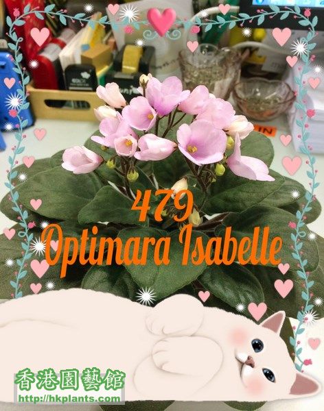 479 Optimara Isabelle.JPG